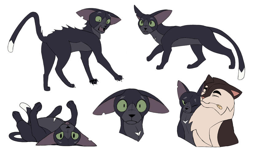 Ravenpaw